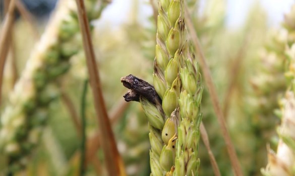 Ergot on an ear of wheat